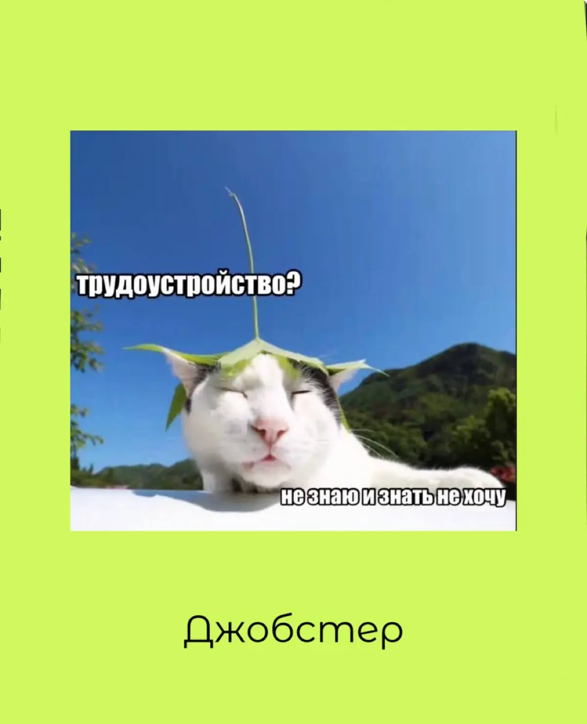 Дайджест свежих вакансий у нас на сайте Джобстер: | Сетка — социальная сеть от hh.ru