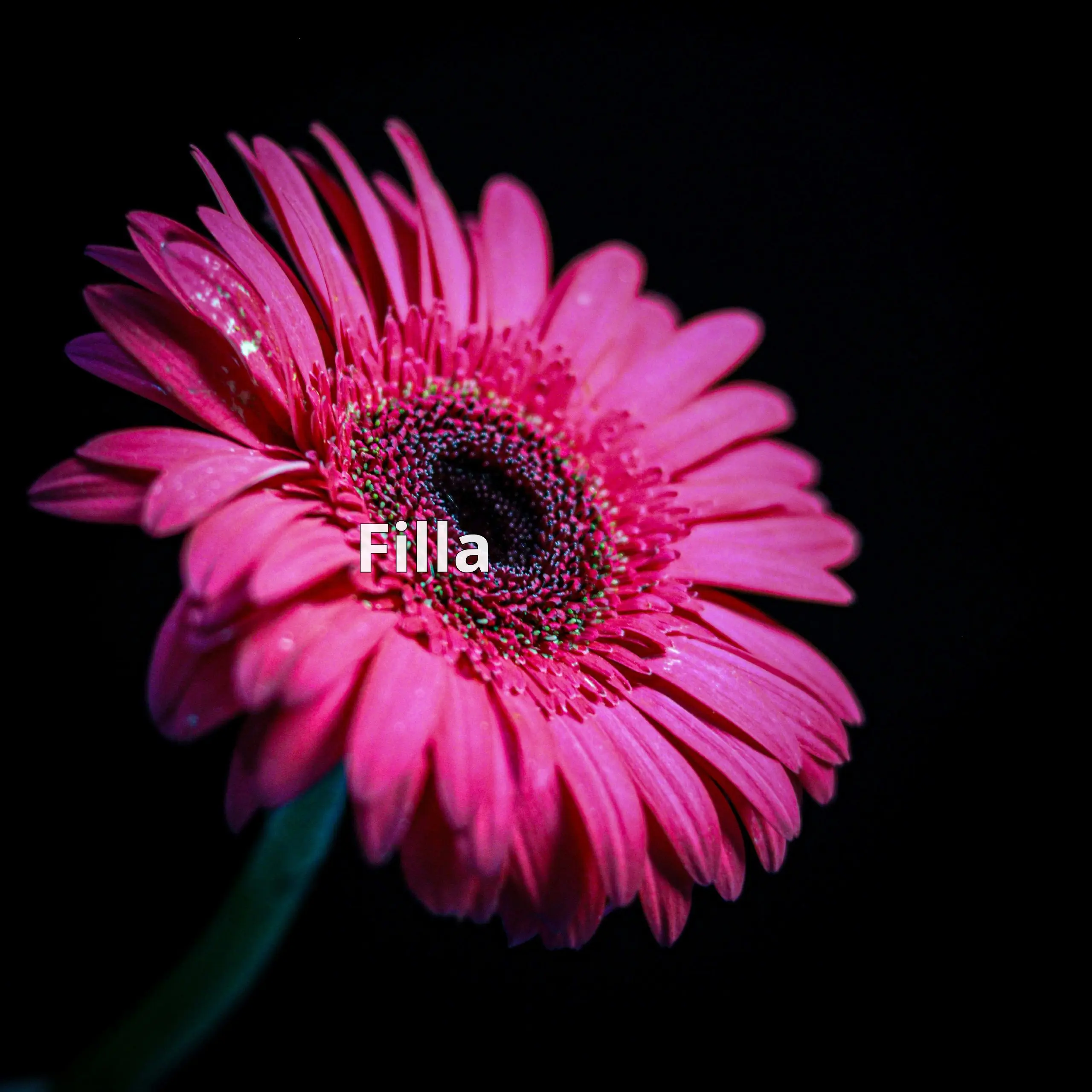 Filla – это удобные формы, созданные специально для Airtable, которые делают больше, чем просто сбор данных | Сетка — социальная сеть от hh.ru
