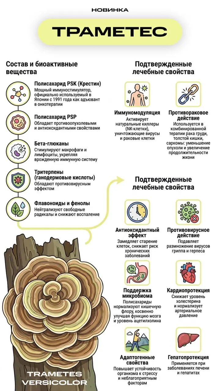 Новинка в линейке IPSUM: Траметес
Траметес (Trametes versicolor) - это один из самых глубоко изученных видов функциональных грибов в современной науке | Сетка — социальная сеть от hh.ru
