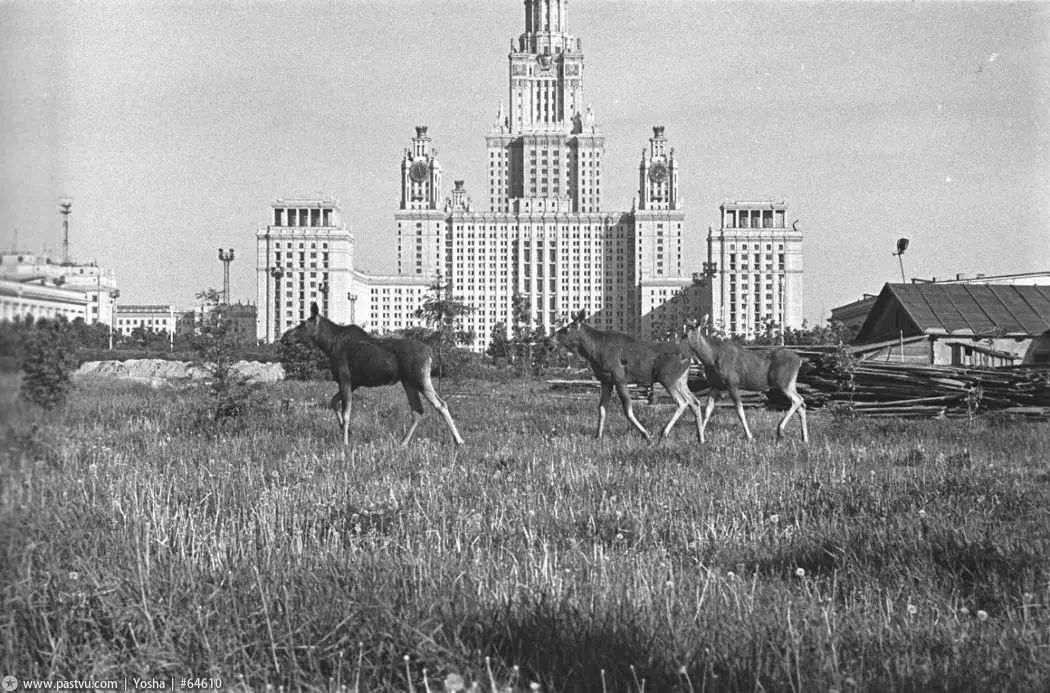 Заглавная картинка к этому посту — напоминание о том, что сравнительно недавно места вокруг ГЗ МГУ были настолько дикие и малолюдные, что с окраин Москвы сюда забредали лоси | Сетка — социальная сеть от hh.ru