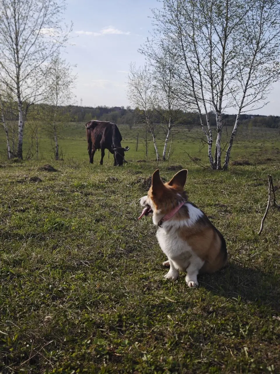 Водили Бенто смотреть коров
Пастуший инстинкт у него не включился 😄 | Сетка — социальная сеть от hh.ru