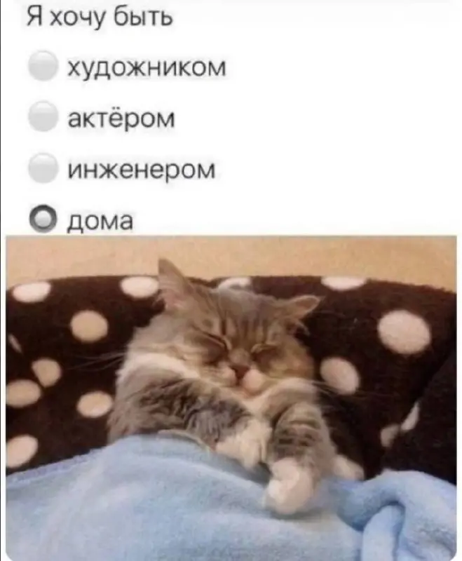 #cats | Сетка — социальная сеть от hh.ru
