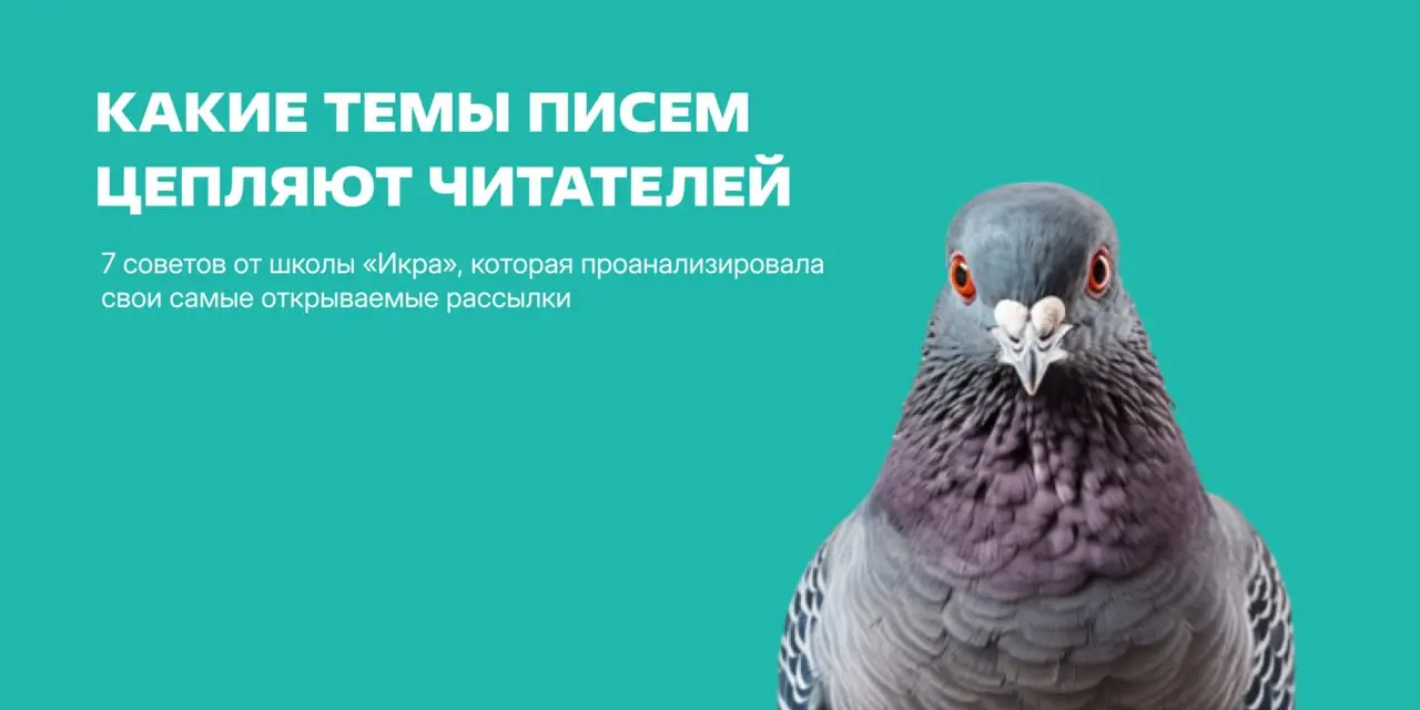 Знакомьтесь, это почтовый голубь Паша. Он принес вам 7 советов от школы «Икра» — о том, какие темы писем лучше заходят и приносят высокий open rate | Сетка — социальная сеть от hh.ru