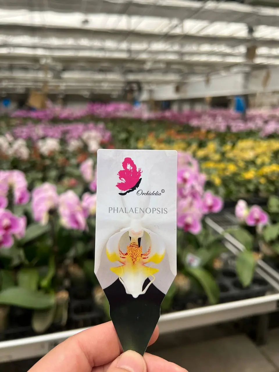 🌿 Тихий гигант орхидейного бизнеса на просторах Урала, Сибири и Дальнего Востока
Представьте: бабочки-орхидеи, выращенные на чистейших водах Байкала | Сетка — социальная сеть от hh.ru