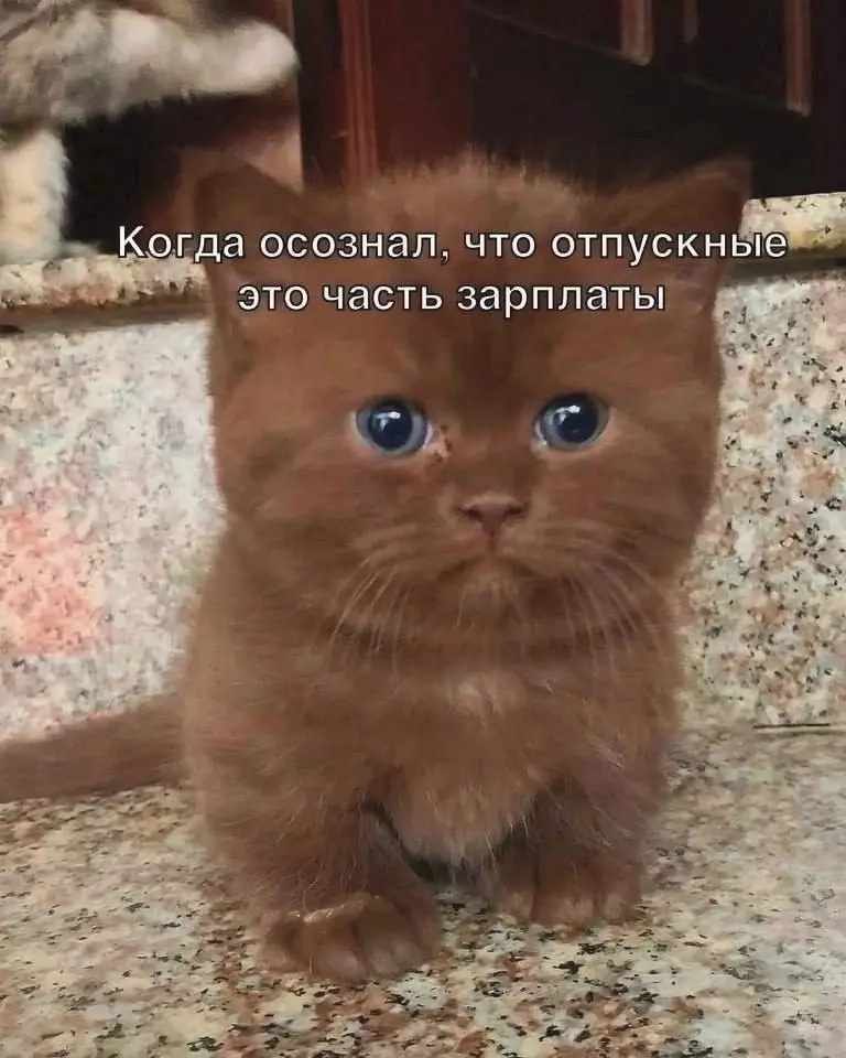 Сетка — социальная сеть от hh.ru