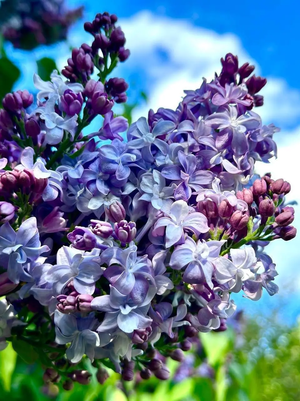 🌸 В Москве расцвела сирень: лучшие места для прогулок и фото.
В столице началось цветение сирени, и город наполнился ароматом весны | Сетка — социальная сеть от hh.ru