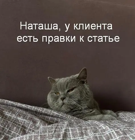 У нас в Head Promo есть традиция, по пятницам делимся фотками домашних питомцев.
Сегодня Даша, наш SEO-специалист, прислала фотку своего кота, растащили его на мемы. | Сетка — социальная сеть от hh.ru