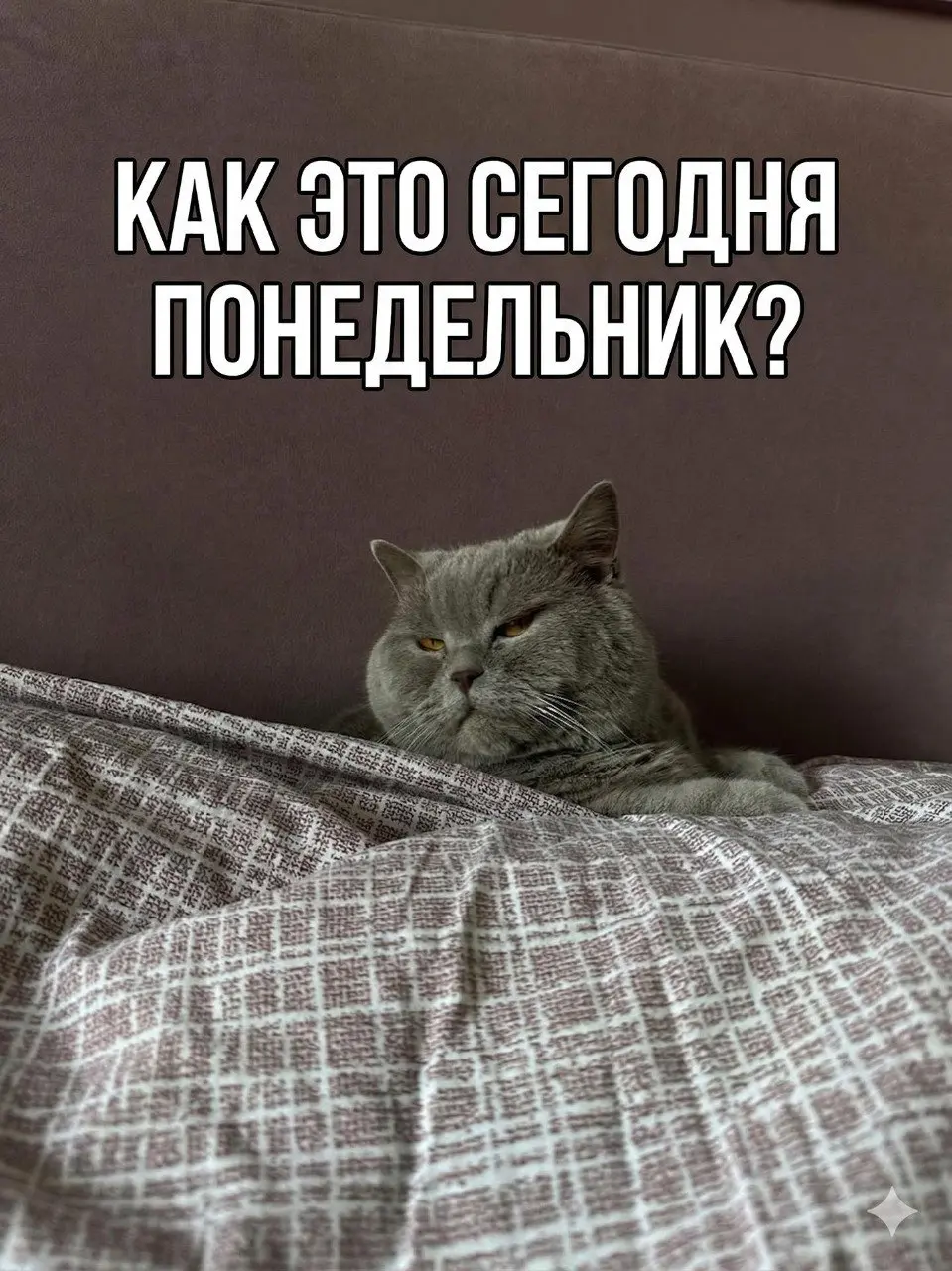 У нас в Head Promo есть традиция, по пятницам делимся фотками домашних питомцев.
Сегодня Даша, наш SEO-специалист, прислала фотку своего кота, растащили его на мемы. | Сетка — социальная сеть от hh.ru