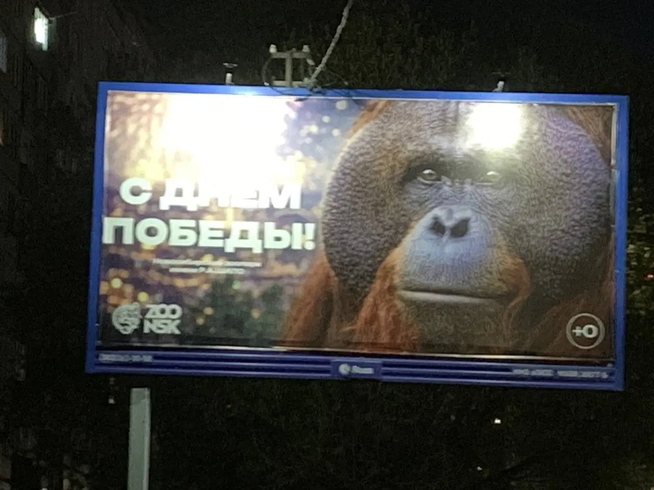 Новосибирцев поздравили с Днем Победы плакатом с орангутаном — перформанс устроил Новосибирский зоопарк | Сетка — социальная сеть от hh.ru