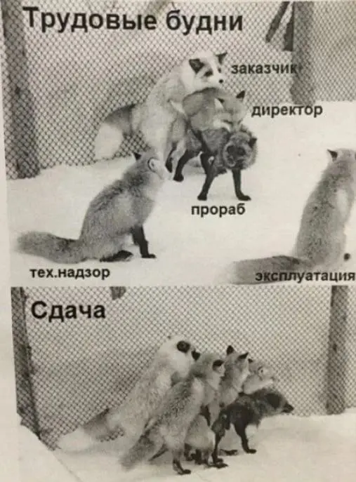 🦊 Трудовые будни инженера
Будни:
Заказчик: «надо быстрее и дешевле»
Директор: «почему сроки горят?»
Прораб: «давай как-нибудь запустим»
Технадзор: «это не по проекту»
Эксплуатация: «лишь бы потом рабо... | Сетка — социальная сеть от hh.ru