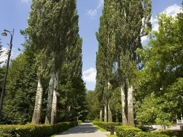 🌳 Крупный тополь за сезон собирает на листьях десятки килограммов пыли и сажи
Именно мужские деревья тополя нужно высаживать в городах для борьбы с пылью — они обладают невероятной выносливостью и спо... | Сетка — социальная сеть от hh.ru