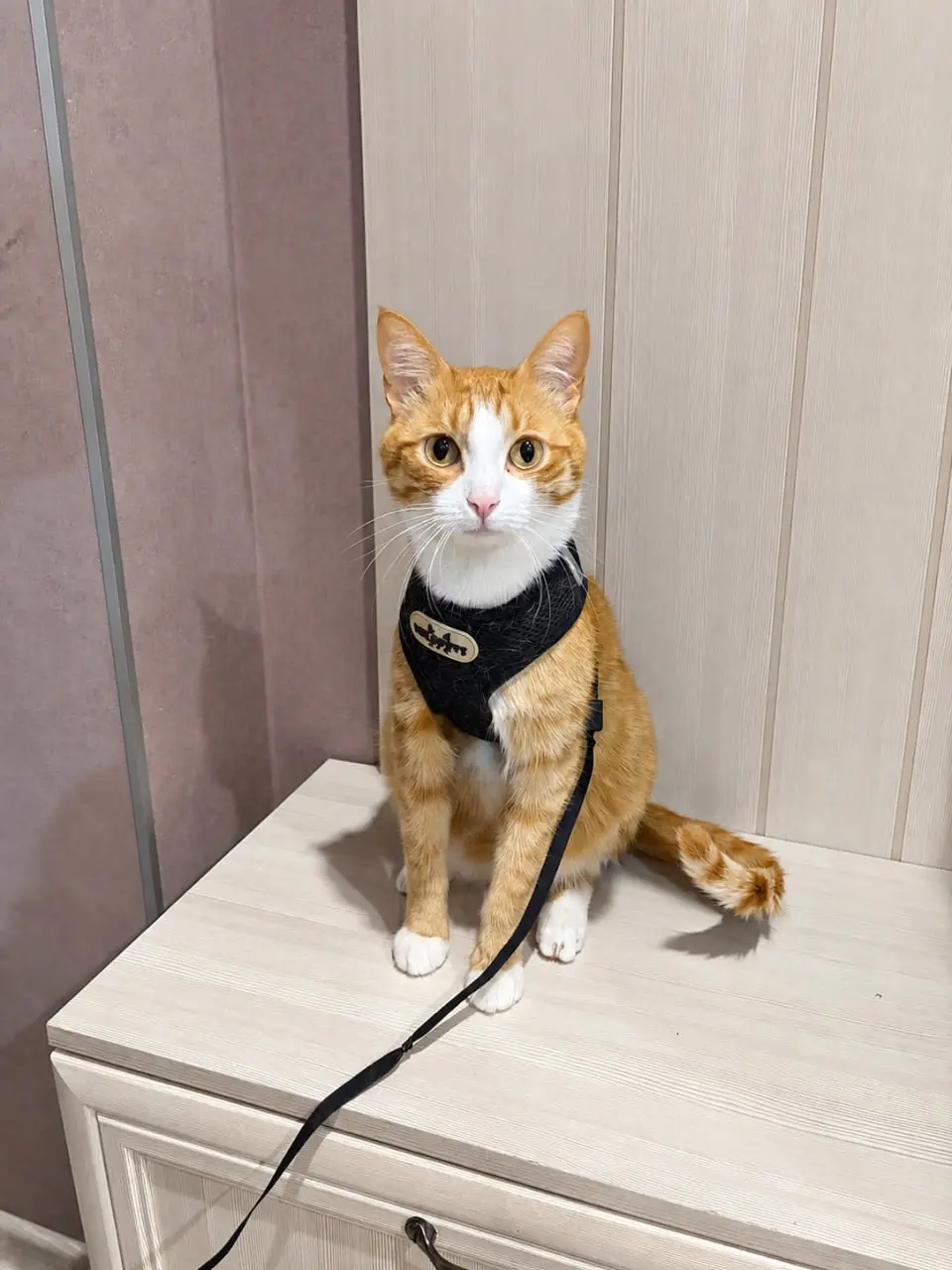 Выходные провела вот с этим красавчиком 🐈
Персик - кот моей близкой школьной подруги, с которой мы видимся не так часто, но нам всегда есть о чём поговорить | Сетка — социальная сеть от hh.ru