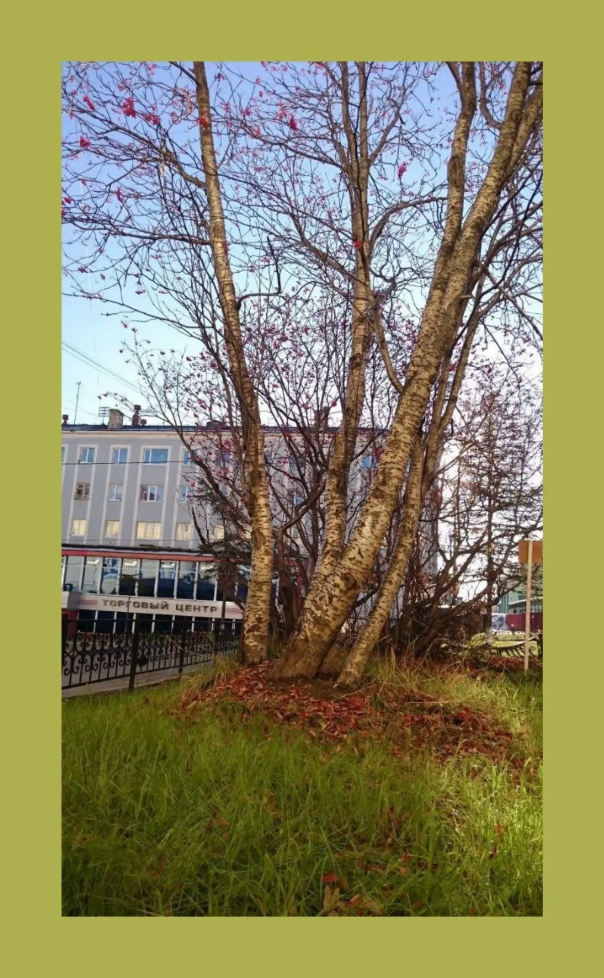 Древо Силы / Power Tree | Сетка — социальная сеть от hh.ru