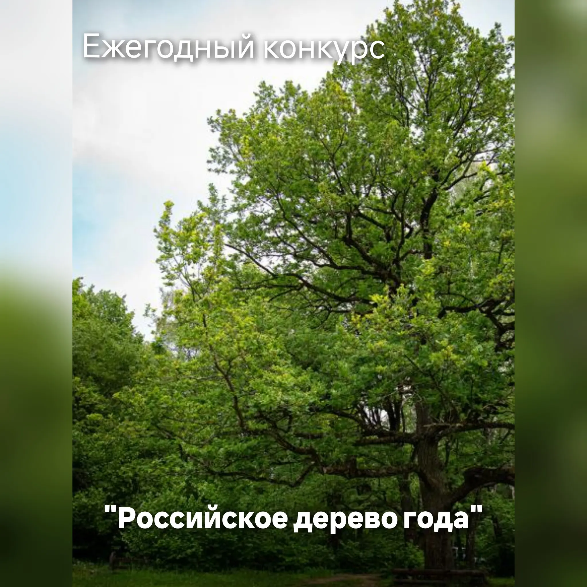 Голосуем за дерево года!!! | Сетка — социальная сеть от hh.ru