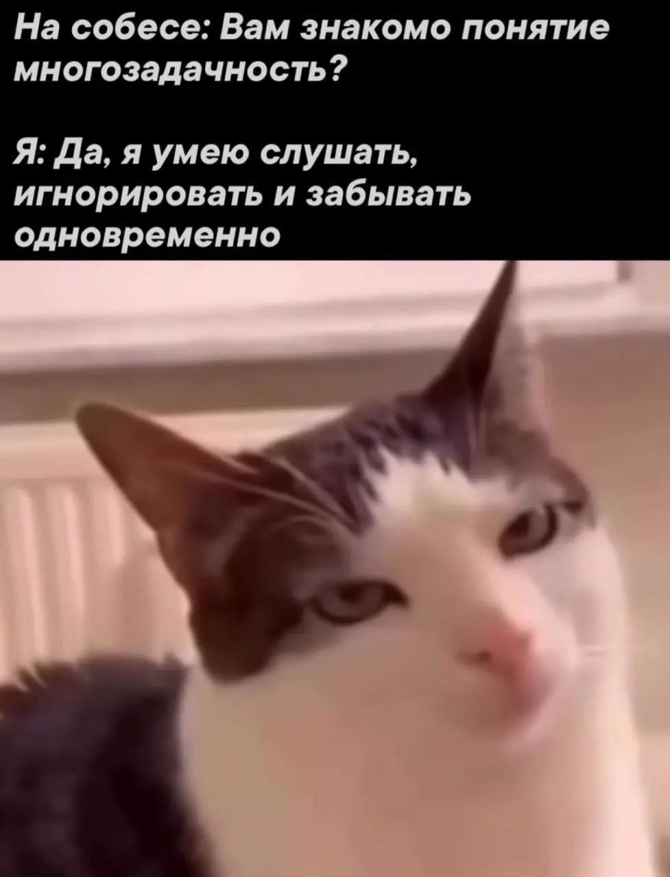 М - многозадачность 😂
#Юмор@poldner #Коты@poldner | Сетка — социальная сеть от hh.ru