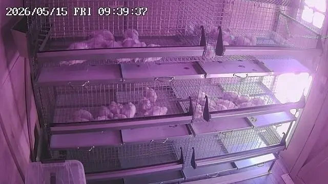 А у нас новоселье, мы подросли и переехали из брудера в постоянное место проживания.
Мы уже почти большие - нам 16 дней. | Сетка — социальная сеть от hh.ru