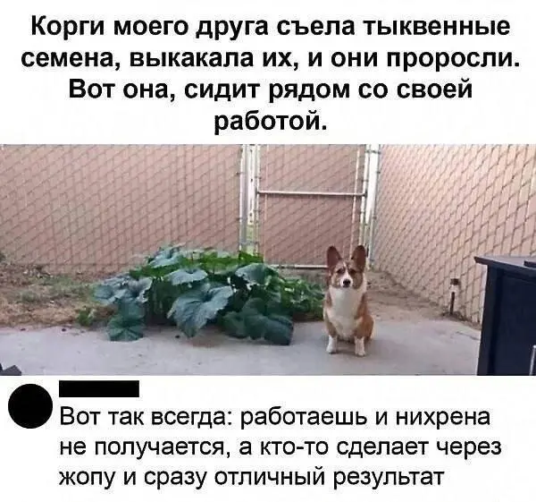Сегодня мемная пятница! А это значит пора обменяться мемами | Сетка — социальная сеть от hh.ru