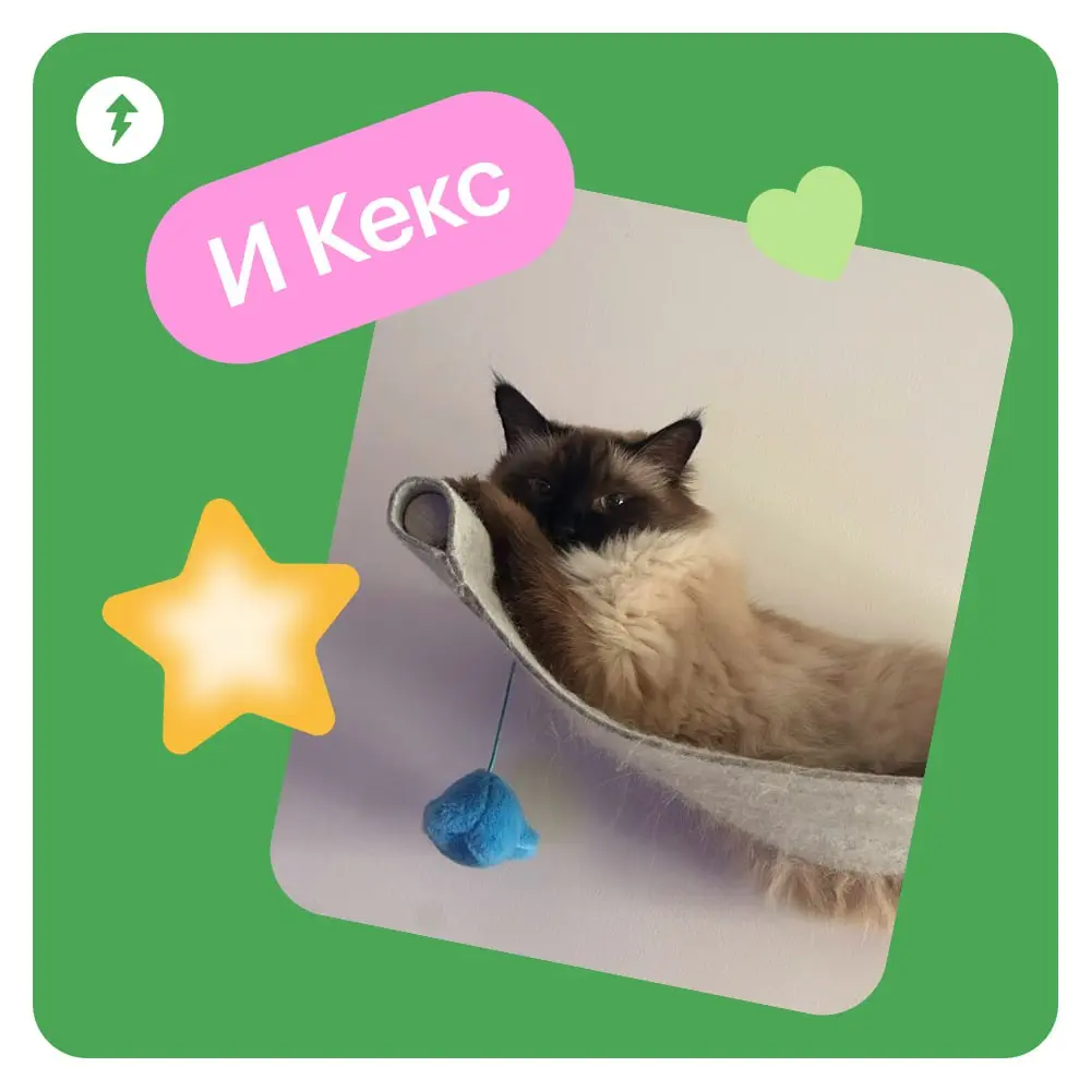 🐈 Ждем новый курс МЯУчебника — «Как жить с кошкой» | Сетка — социальная сеть от hh.ru