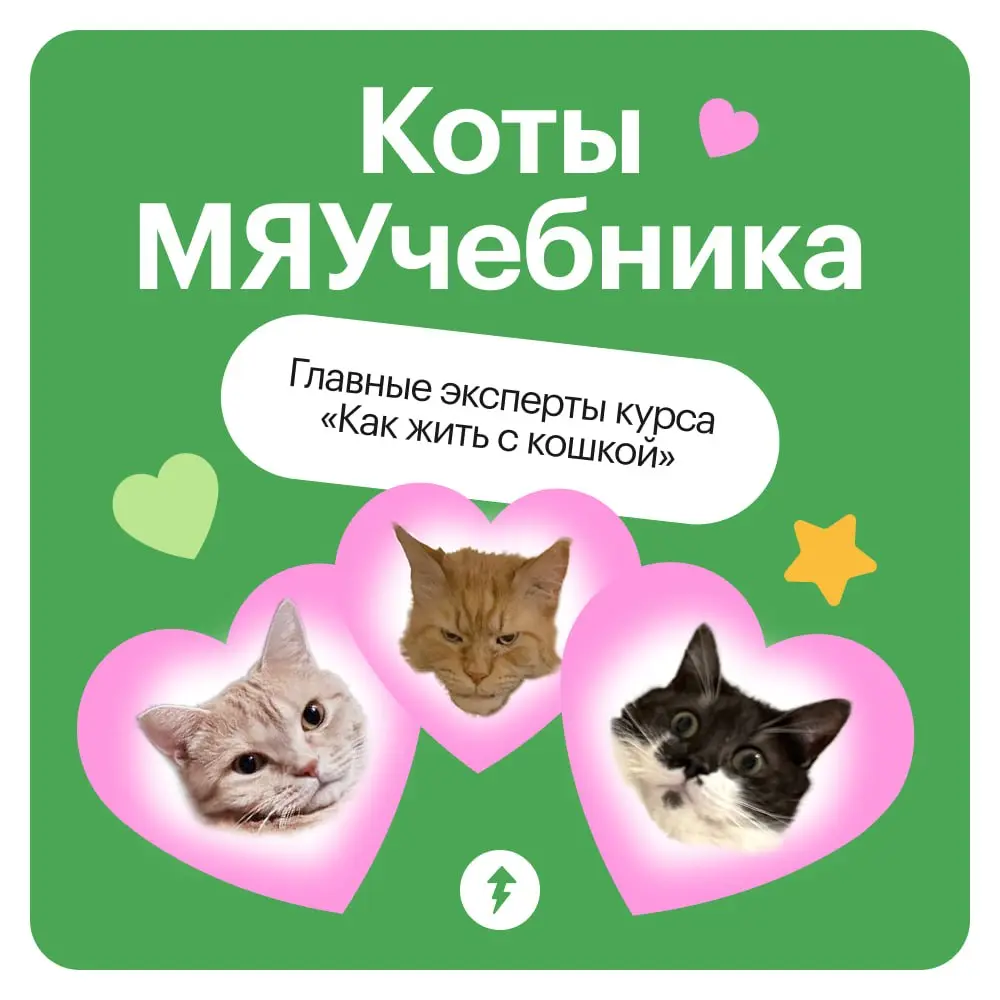 🐈 Ждем новый курс МЯУчебника — «Как жить с кошкой» | Сетка — социальная сеть от hh.ru