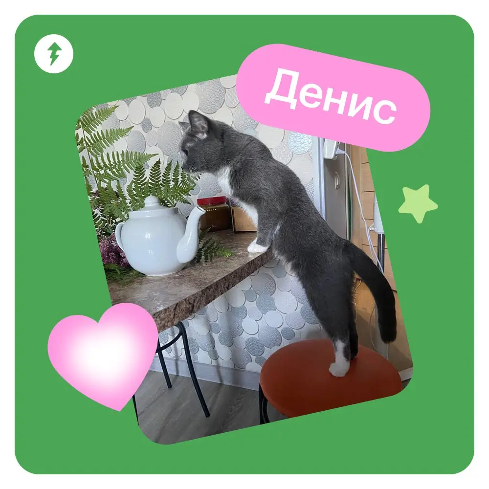 🐈 Ждем новый курс МЯУчебника — «Как жить с кошкой» | Сетка — социальная сеть от hh.ru