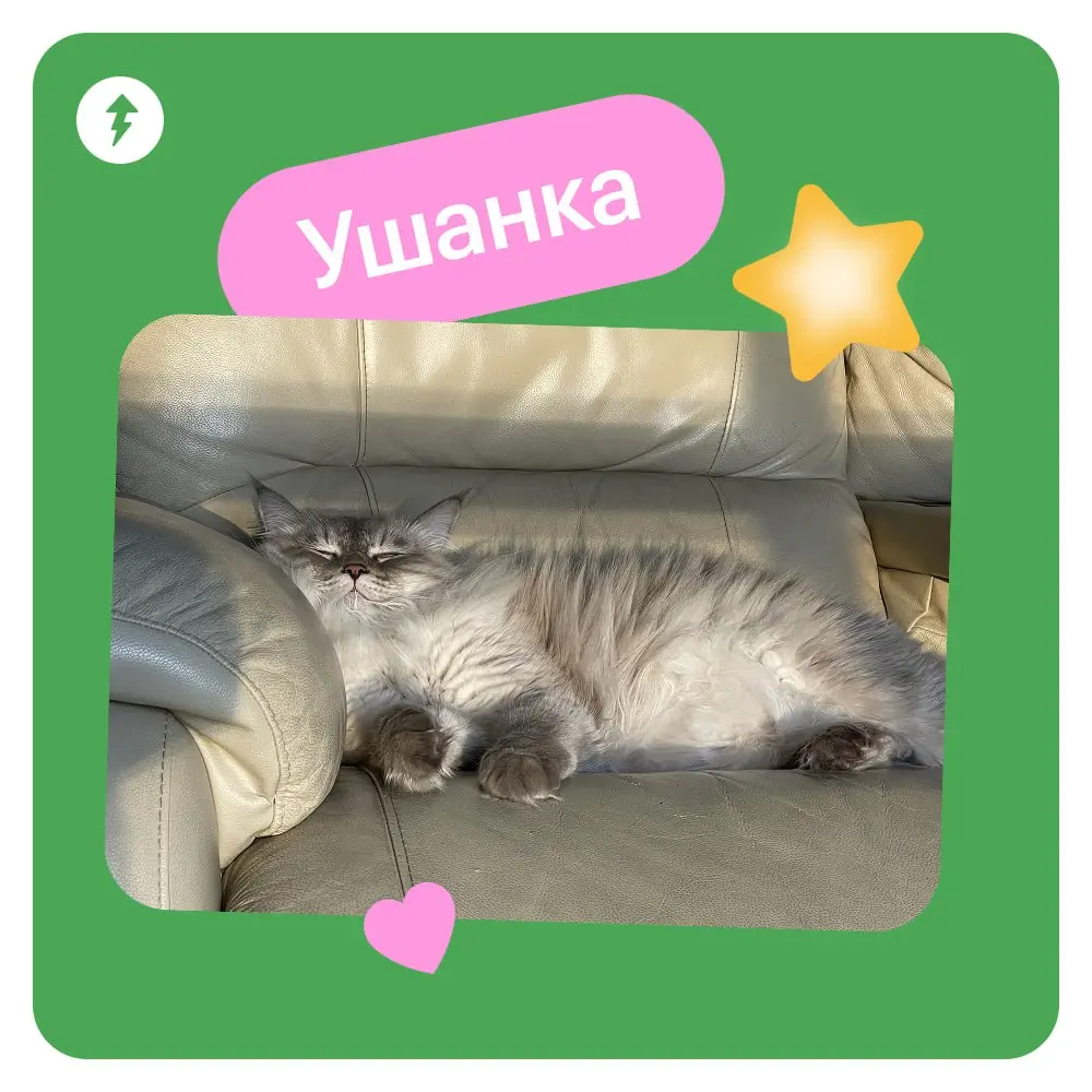 🐈 Ждем новый курс МЯУчебника — «Как жить с кошкой» | Сетка — социальная сеть от hh.ru
