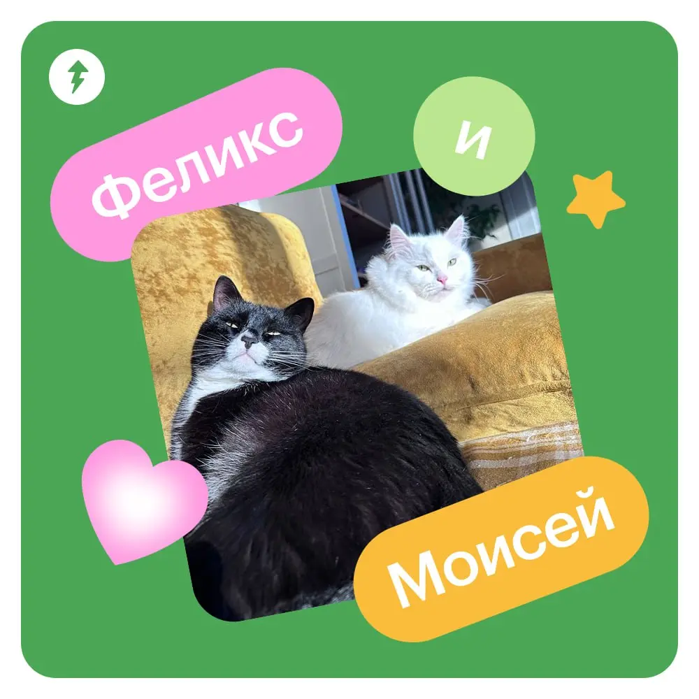 🐈 Ждем новый курс МЯУчебника — «Как жить с кошкой» | Сетка — социальная сеть от hh.ru