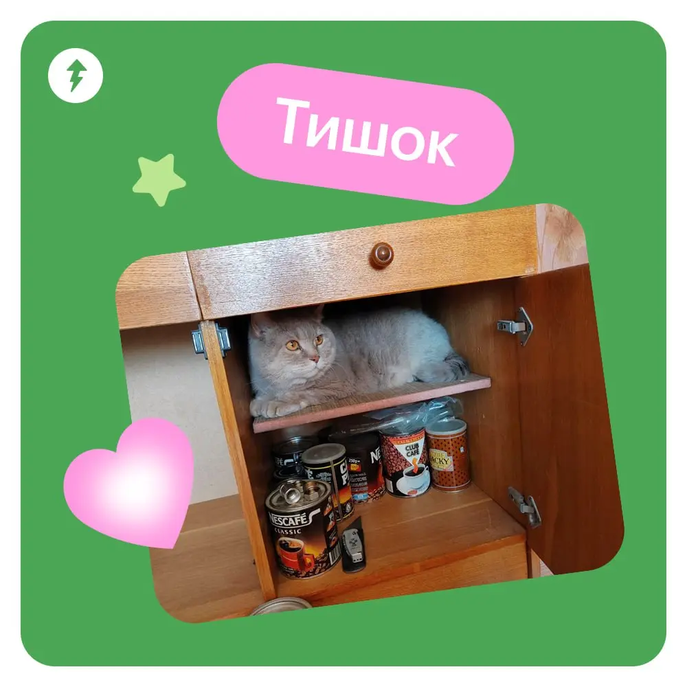 🐈 Ждем новый курс МЯУчебника — «Как жить с кошкой» | Сетка — социальная сеть от hh.ru