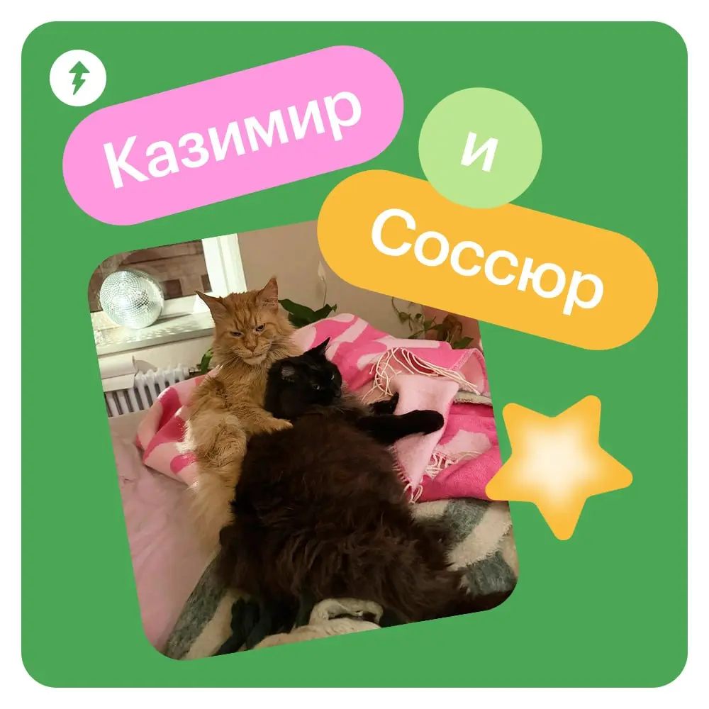 🐈 Ждем новый курс МЯУчебника — «Как жить с кошкой» | Сетка — социальная сеть от hh.ru