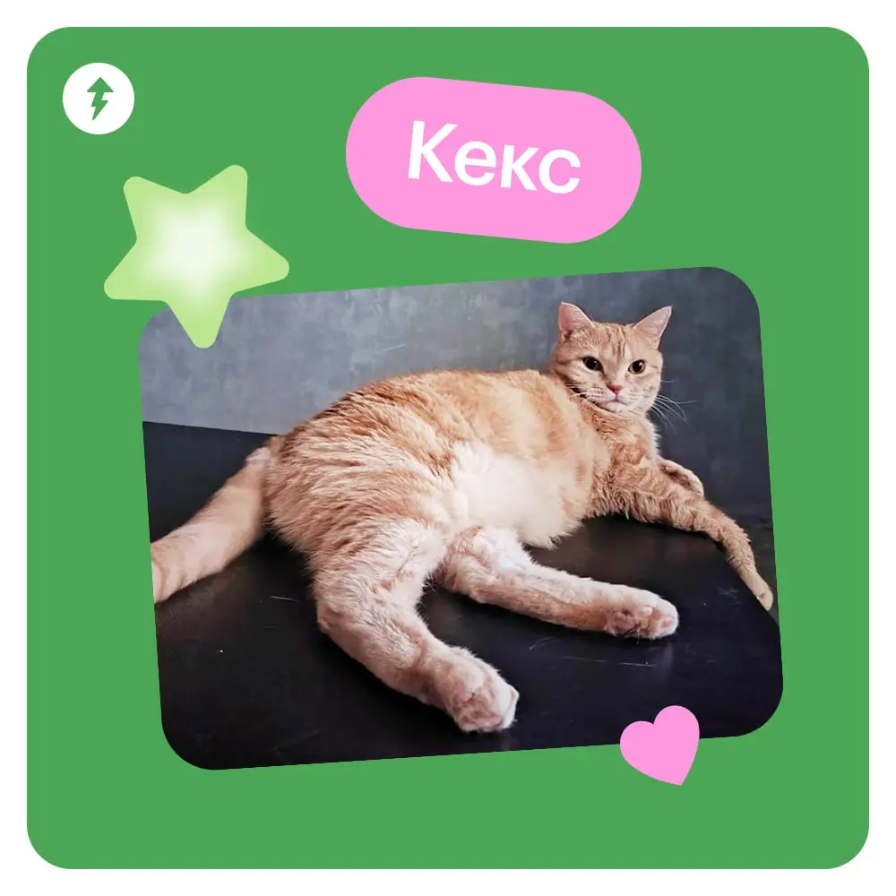 🐈 Ждем новый курс МЯУчебника — «Как жить с кошкой» | Сетка — социальная сеть от hh.ru