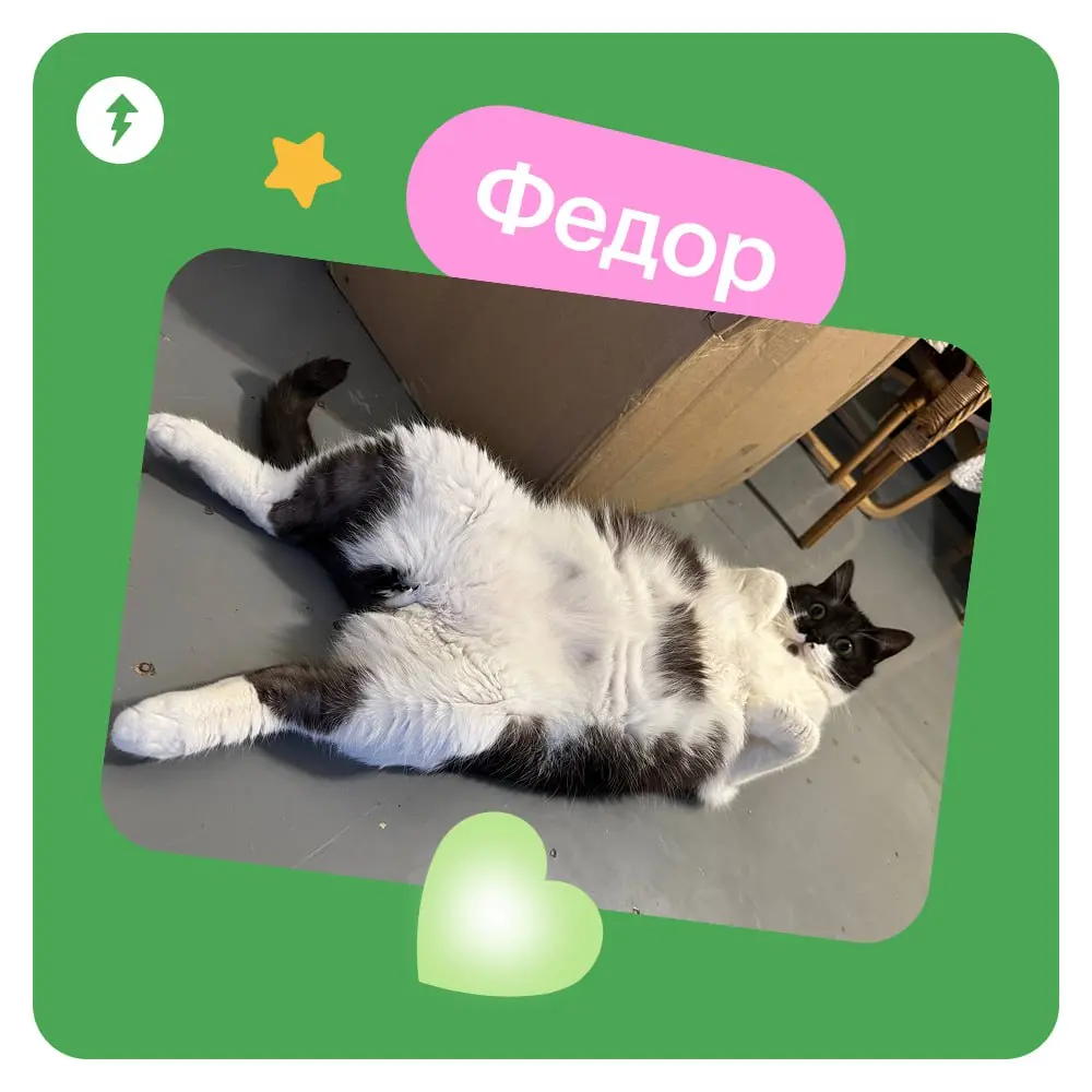🐈 Ждем новый курс МЯУчебника — «Как жить с кошкой» | Сетка — социальная сеть от hh.ru