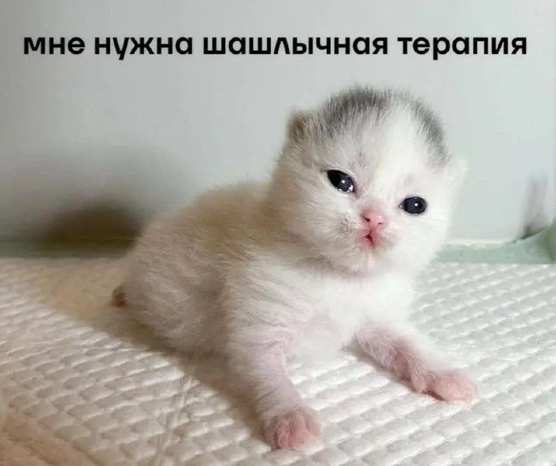🧘‍♀️ Субботняя рубрика мемов: терапия выходного дня
#мемыhr
Друзья, с утра главный вопрос: а вам какая сегодня нужна терапия? А то, может,  и так хорошо?!
Выбирайте свой рецепт счастья 👇
🍖 Шашлычная (... | Сетка — социальная сеть от hh.ru