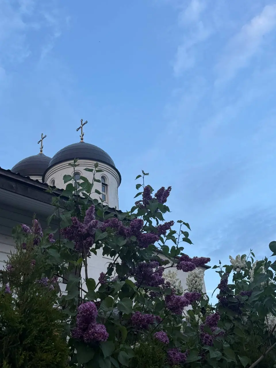 Доброго утра, планета!
Москвичи, вы успеваете наслаждаться весной?)
Я нахожусь каждый раз в детском восторге, выходя на улицу и слыша запахи сирени по всему городу
Очень радуют еще желтенькие одуванчи... | Сетка — социальная сеть от hh.ru