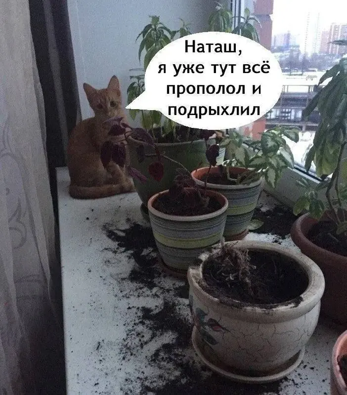 С - садовник 😂
#Юмор@poldner #Коты@poldner | Сетка — социальная сеть от hh.ru