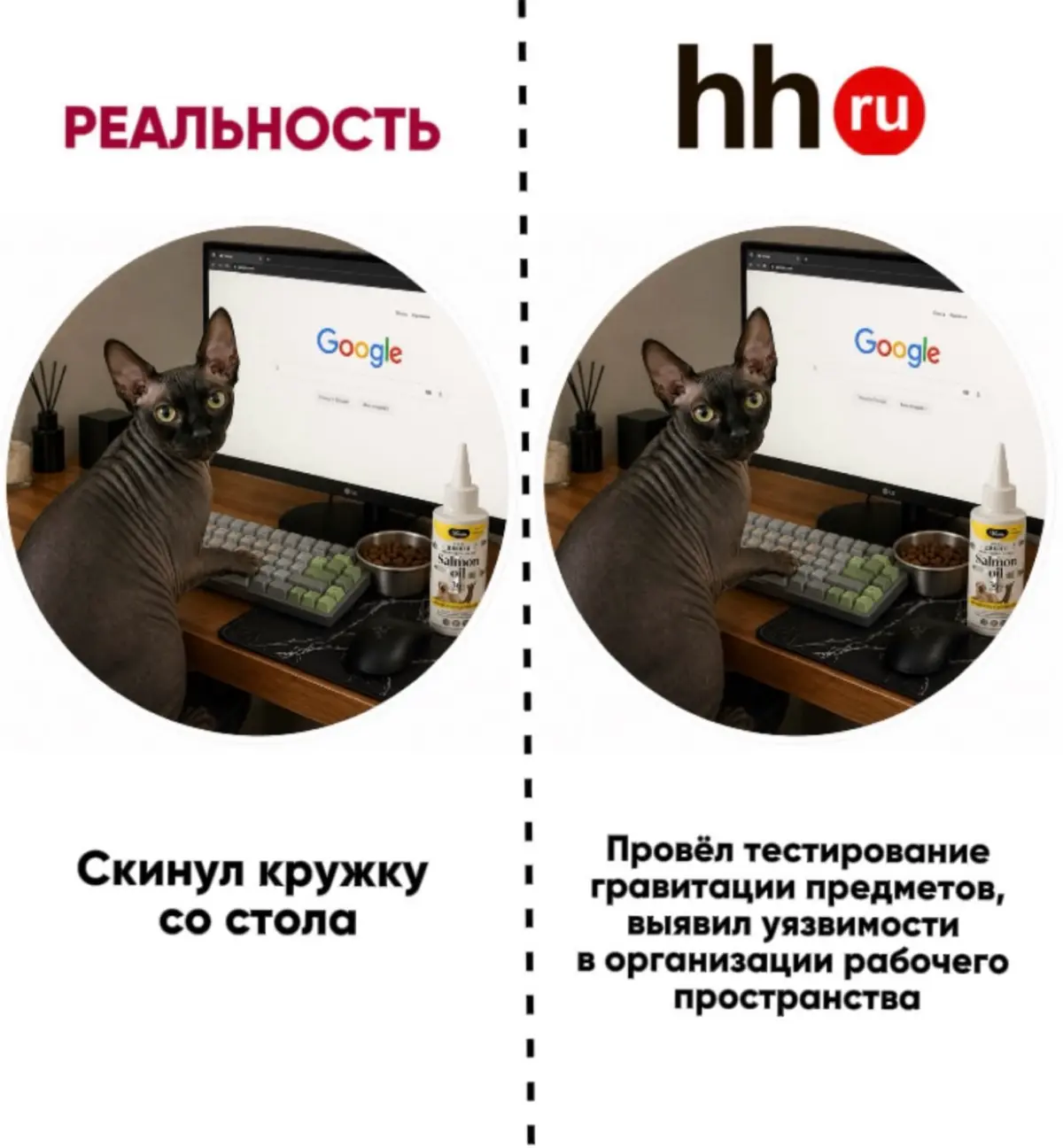 У кота лучше резюме, чем у тебя | Сетка — социальная сеть от hh.ru
