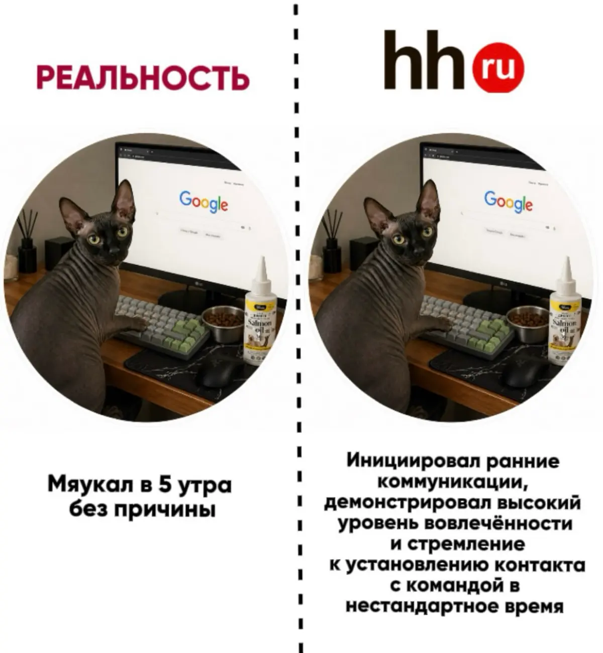 У кота лучше резюме, чем у тебя | Сетка — социальная сеть от hh.ru