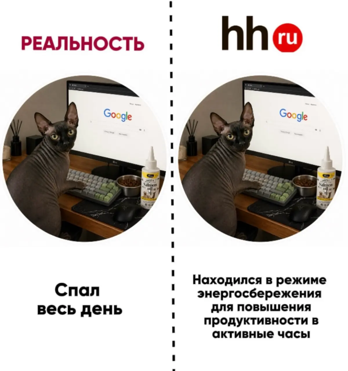 У кота лучше резюме, чем у тебя | Сетка — социальная сеть от hh.ru
