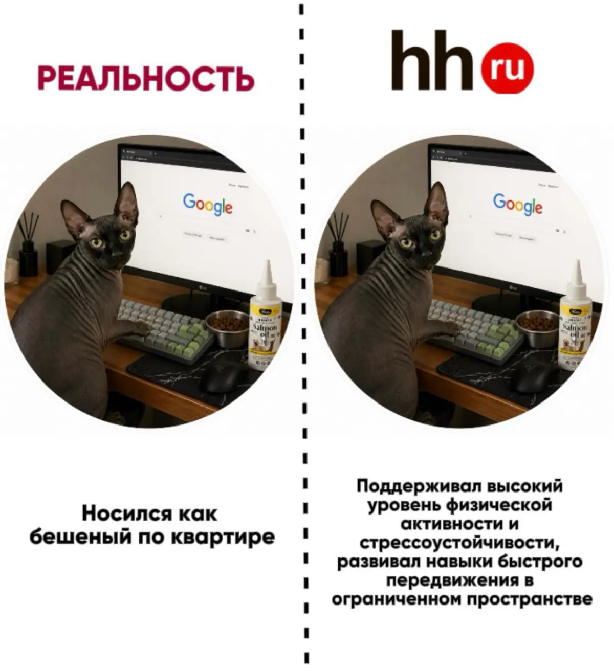У кота лучше резюме, чем у тебя | Сетка — социальная сеть от hh.ru