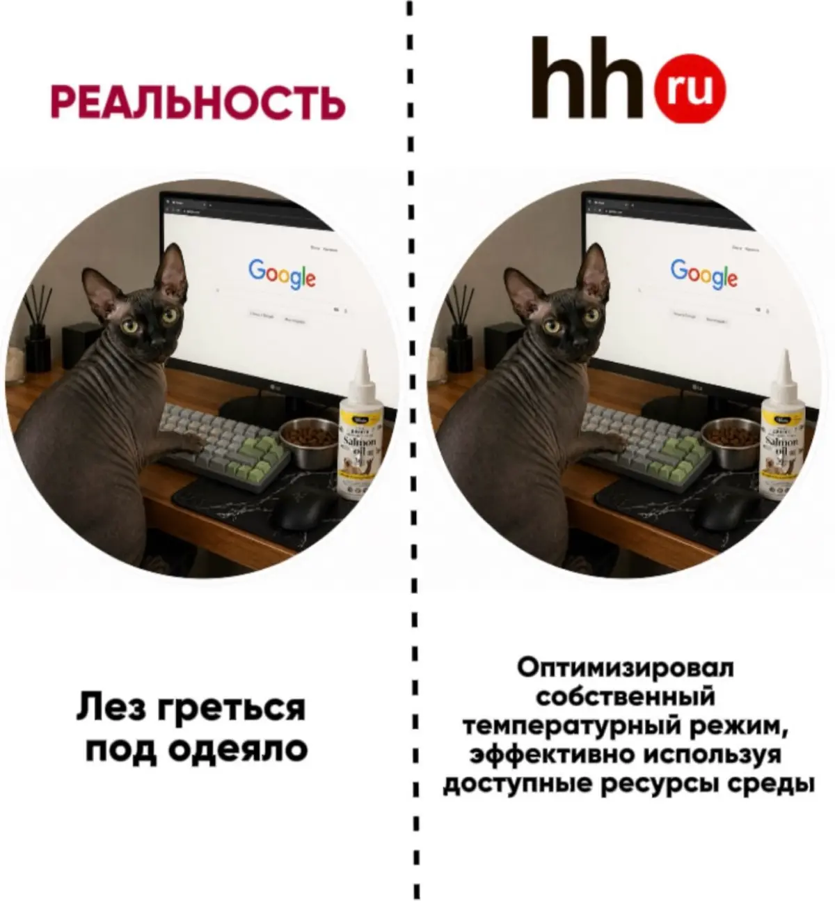 У кота лучше резюме, чем у тебя | Сетка — социальная сеть от hh.ru
