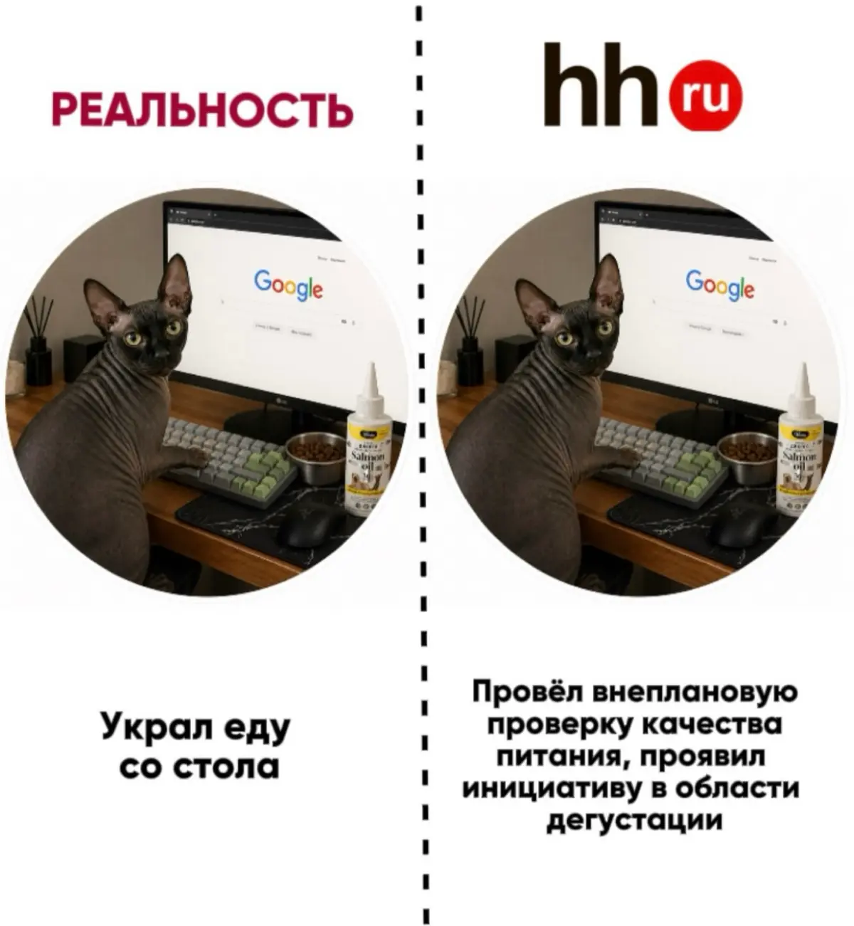 У кота лучше резюме, чем у тебя | Сетка — социальная сеть от hh.ru