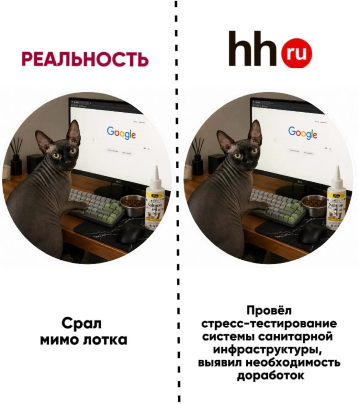 У кота лучше резюме, чем у тебя | Сетка — социальная сеть от hh.ru