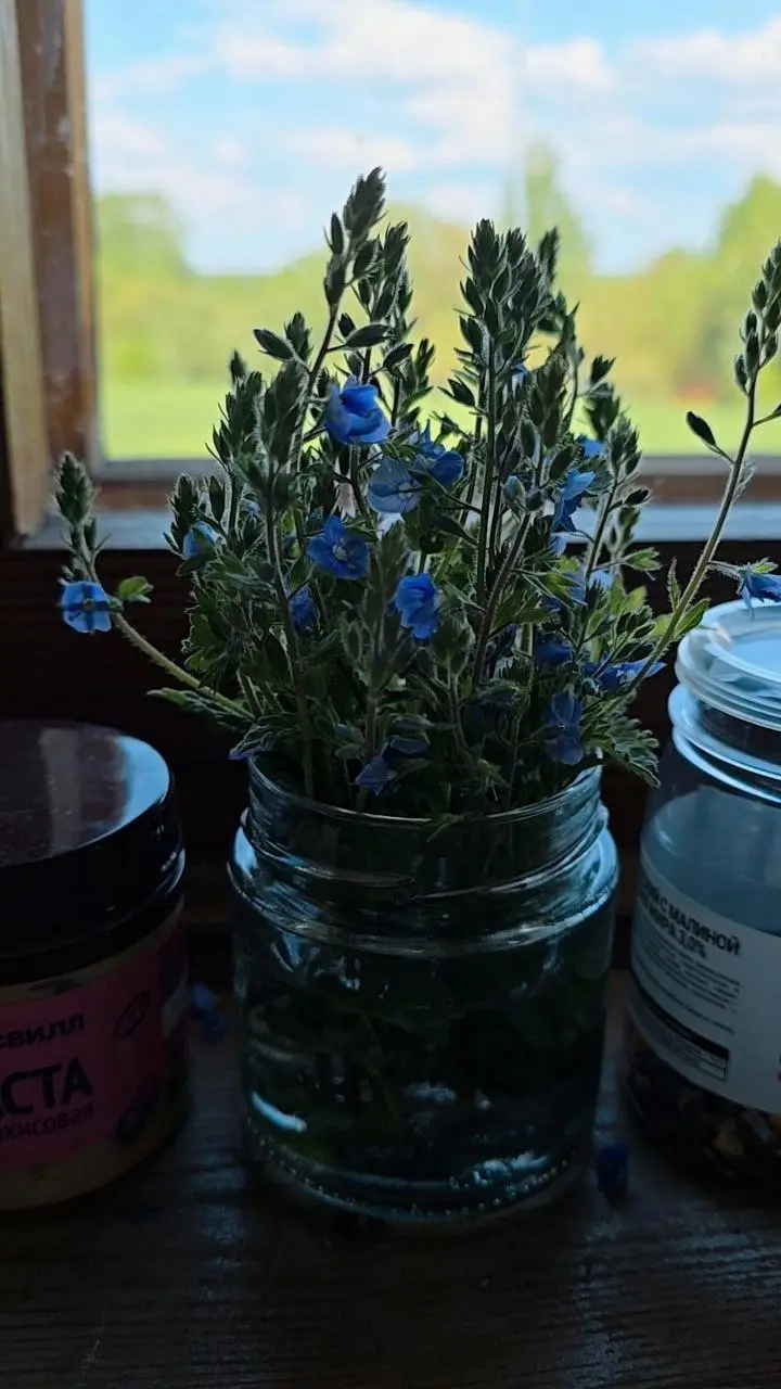 🌿 Сныть, незабудки и бесконечность
Утро началось с деревенского завтрака. Простого, с крупной солью и хлебной коркой того самого, после которого хочется не бежать, а идти. Медленно. В сад | Сетка — социальная сеть от hh.ru