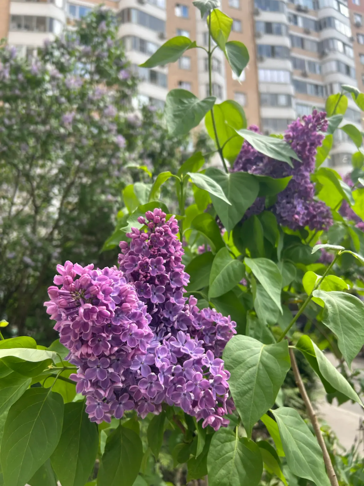 Продолжаю развиваться в профессии 🌸 | Сетка — социальная сеть от hh.ru