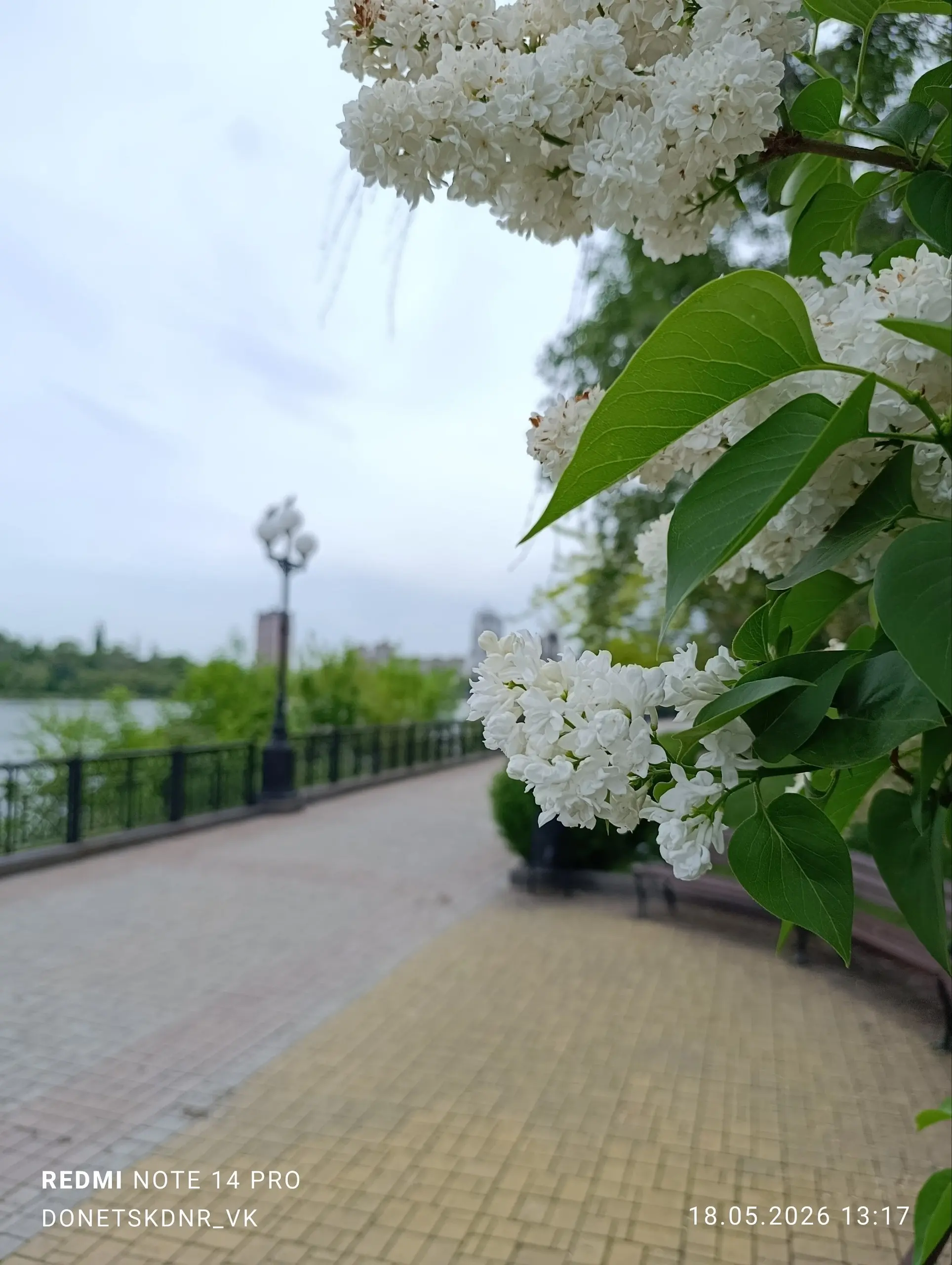 Сирень отцветает | Сетка — социальная сеть от hh.ru