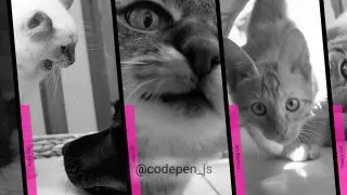 accordion gallery zoom animation — слайдер. Реализована с помощью CSS и JS
https://codepen.io/bbx/details/Jxoqdg | Сетка — социальная сеть от hh.ru
