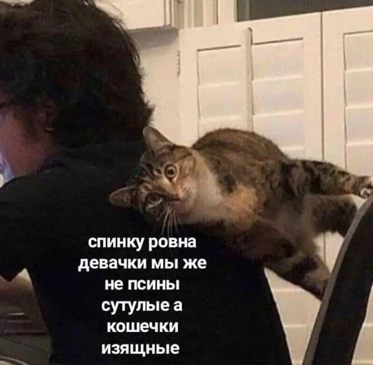 Котик - всегда поддержит. К - команда 😂
#Юмор@poldner #Коты@poldner | Сетка — социальная сеть от hh.ru