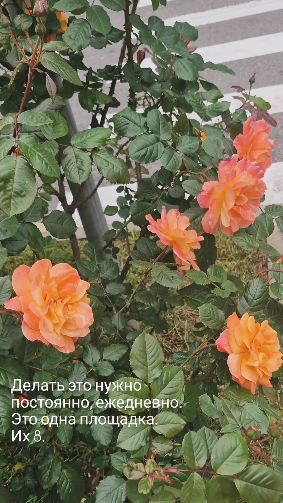 Чтоделаю я ⬇️ Часть 1 🩷 | Сетка — социальная сеть от hh.ru
