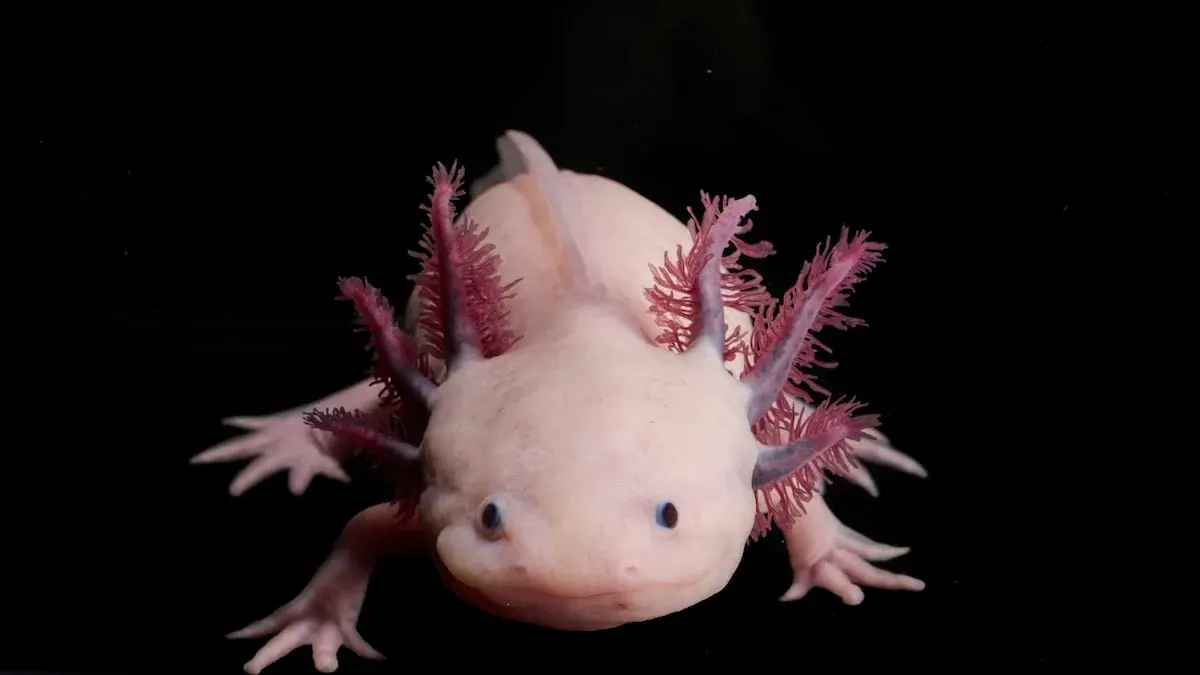 🎯 «Теория поколений: аксолотеры (Альфа)» | Сетка — социальная сеть от hh.ru