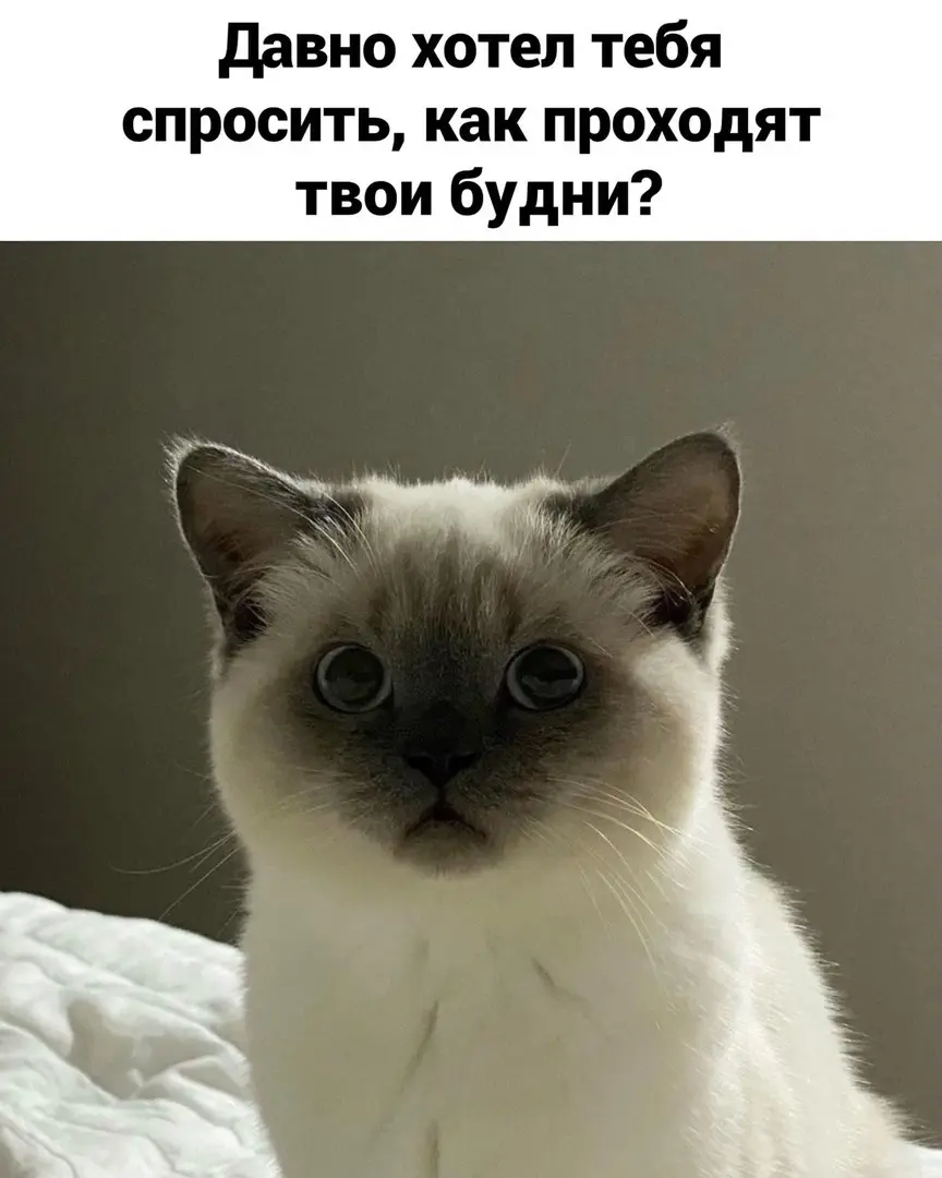 ~ тильте ~ | Сетка — социальная сеть от hh.ru
