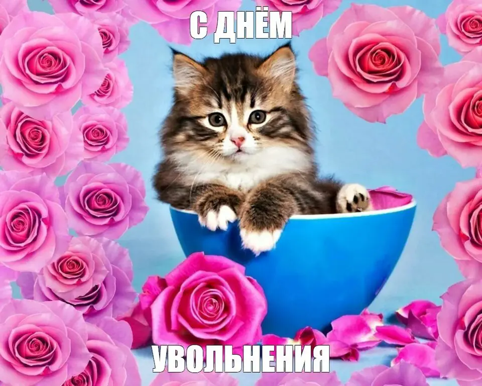 Оставлю картиночки тут 🫥 | Сетка — социальная сеть от hh.ru