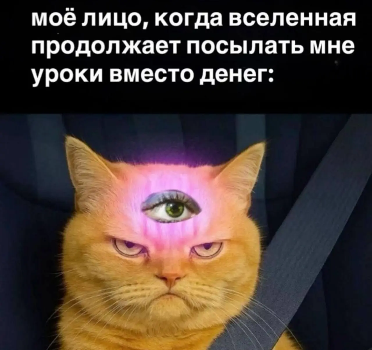 Слишком сложный путь 😂
#Юмор@poldner #Коты@poldner | Сетка — социальная сеть от hh.ru